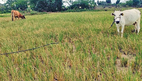 ஆவுடையார்கோவில் அருகே துரையரசபுரத்தில் காய்ந்த
நெற்பயிர்களை மேயும் மாடுகள்.
படம்: கே.சுரேஷ்.
