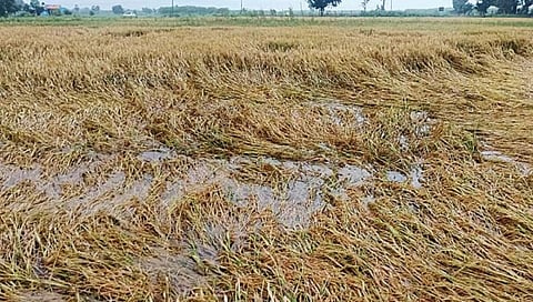 சாலைக்கிராமம் பகுதியில் மழை - 1,000 ஏக்கர் நெற்பயிர் நீரில் மூழ்கி சேதம்