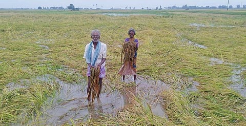 முதுகுளத்தூரில் 5,000 ஏக்கர் நெற்பயிர் நீரில் மூழ்கி சேதம்