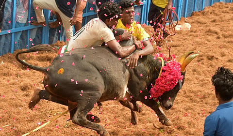 ஜல்லிக்கட்டு வசூலில் முறைகேடு செய்தால் குற்றவியல் நடவடிக்கை: உயர் நீதிமன்றத்தில் அரசு தகவல்