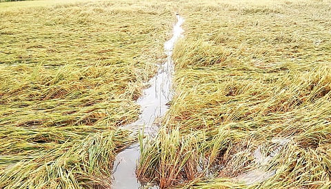 குமராட்சி ஒன்றியத்துக்கு உட்பட்ட செட்டிகட்டனை கிராம வயல் வெளியின் நேற்றைய நிலை இது.