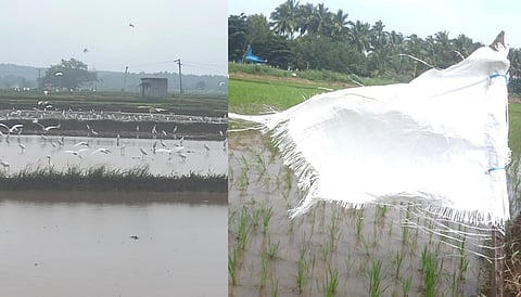 உத்தமபாளையம் நெல்வயல்களில் இரைக்காக முகாமிட்டுள்ள நூற்றுக்கணக்கான கொக்குகள். கொக்குகளை விரட்டுவதற்காக பறக்கவிடப்பட்டுள்ள வெள்ளை கொடி. | படம்: என்.கணேஷ்ராஜ்