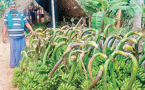 திருவையாறு அருகே வடுககுடி பகுதியில் பொங்கலுக்காக வெட்டப்பட்ட பூவன் ரக வாழைத்தார்கள்.