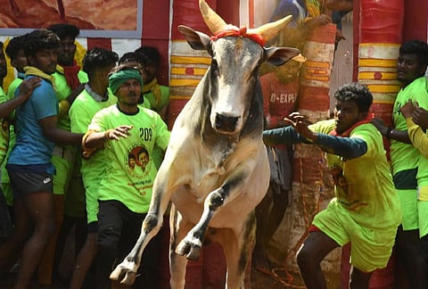 அவனியாபுரம், பாலமேடு, அலங்காநல்லூர் ஜல்லிக்கட்டு போட்டிகளுக்கு 3,700 போலீஸ் பாதுகாப்பு