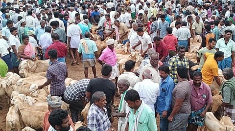 கொங்கணாபுரம் சந்தையில் ரூ.8 கோடிக்கு வர்த்தகம் @ பொங்கல்