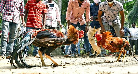 போலீஸ் தடையை மீறி ஆந்திராவில் களை கட்டும் சேவல் பந்தயங்கள்: ரூ.5 ஆயிரம் கோடி வரை கைமாறும் என எதிர்பார்ப்பு