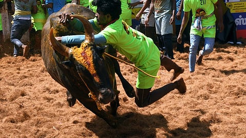 அலங்காநல்லூர் ஜல்லிக்கட்டுக்கு 3 நாள் சிறப்பு சுற்றுலா: சுற்றுலாத் துறை சார்பில் சிறப்பு ஏற்பாடு