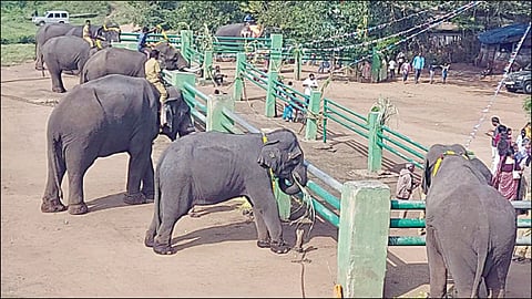 கோழிகமுத்தி யானைகள் முகாமில் யானை பொங்கலை முன்னிட்டு, அணிவகுத்து நின்ற யானைகள்.