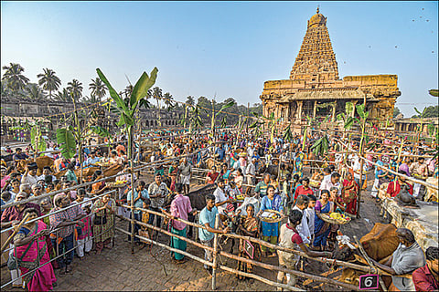 மாட்டுப் பொங்கல் விழாவையொட்டி, தஞ்சாவூர் பெரியகோயிலில் 2 டன் எடையில் காய்கனிகள், இனிப்புகள் உள்ளிட்ட பொருட்களால் சிறப்பு அலங்காரம் செய்யப்பட்டிருந்த நந்தியம் பெருமான்.(அடுத்த படம்) மாட்டுப் பொங்கல் விழாவை முன்னிட்டு நடைபெற்ற கோபூஜை.படங்கள்: ஆர்.வெங்கடேஷ்