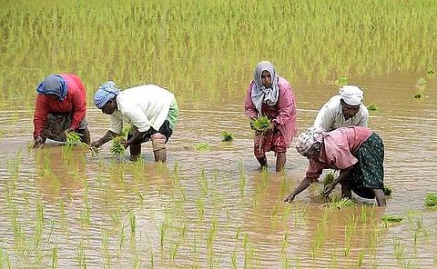 நெல் விவசாயிகளைத் தண்டிக்காதீர்கள்!