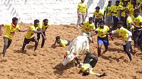 சிராவயல் பொட்டலில் கட்டுமாடாக அவிழ்த்துவிடப்பட்ட காளை, பார்வை யாளர்கள் மீது பாய்ந்தது.படம்: எல்.பாலச்சந்தர்