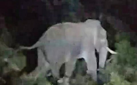 தாளவாடியை அடுத்த மாவநத்தம் கிராமத்தில், நேற்று முன்தினம், விளைநிலங்களைச் சேதப்படுத்திய ஒற்றைக் கொம்பன் யானை.