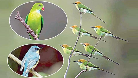 காக்கை குருவி எங்கள் தோழன்