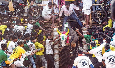 ‘கொம்பு வச்ச சிங்கம்டா ’.. வாடிவாசலில் இருந்து நாலுகால் பாய்ச்சலில் வெளியேறிய முரட்டுக் காளையை மிரட்சியுடன் பார்த்த வீரர்கள்.