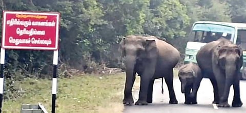 ஆசனூர் வனப்பகுதியில், அரசுப் பேருந்தை யானைகள் வழிமறித்ததால், பேருந்து ஓட்டுநர் பேருந்தை நிறுத்தி, யானைகள் வனப்பகுதிக்கு செல்லும் வரை காத்திருந்தார்.