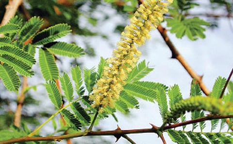 செங்கருங்காலி குடும்பத்தைச் சேர்ந்த மரம்