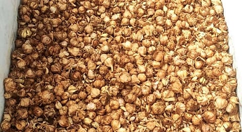 கொடைக்கானல் மன்னவனூரில் அறுவடை செய்யப்பட்ட மலைப் பூண்டு.