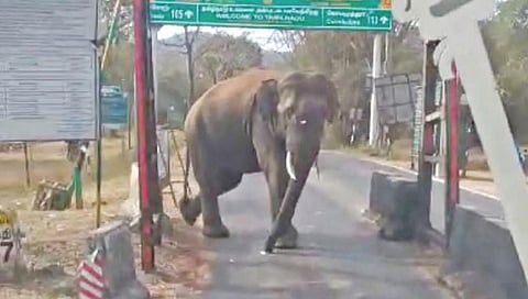 காரப்பள்ளம் சோதனைச் சாவடி அருகே அரசுப் பேருந்தை வழிமறித்த யானை.