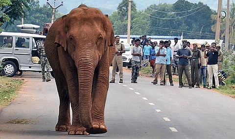 கோவை வனப்பகுதியில் இருந்து வெளியேறி தடாகம் பகுதியில் சுற்றித் திரிந்த யானை. 
(கோப் பு படம்)