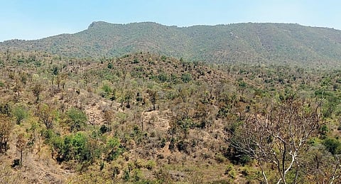 வறண்டு காணப்படும் ஓசூர் காவிரி வடக்கு வன உயிரின சரணாலய வனப்பகுதி.﻿﻿