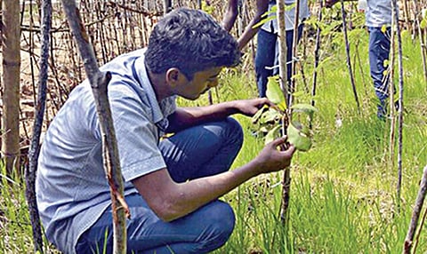 கதைக் குறள் 58: மரம் இல்லாவிட்டால் மூச்சு இல்லை