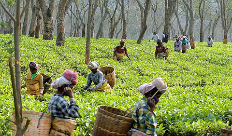 பசுந்தேயிலை கிலோவுக்கு ரூ.2,000 மானியம்: சிறு விவசாயிகள் வரவேற்பு