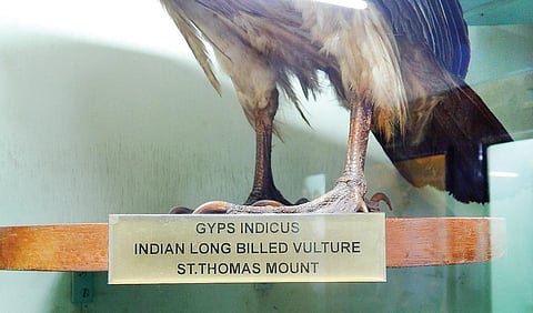 பரங்கிமலையிலிருந்து சேகரிக்கப்பட்ட இந்தியப் பாறுக் கழுகு