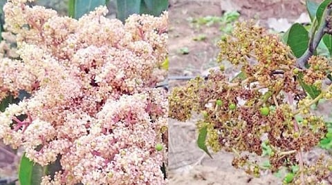 பழநியில் மாம்பூக்களை தாக்கும் தேன் பூச்சி: விளைச்சல் பாதிக்கும் என விவசாயிகள் கவலை