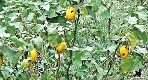 பிரதிநிதித்துவப் படம்