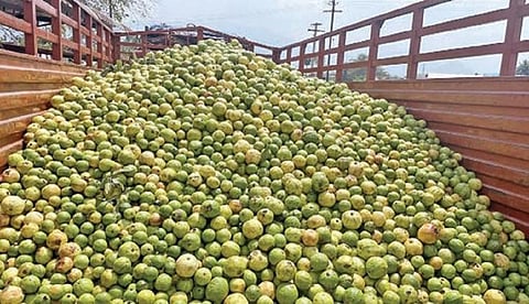 பழநியில் கொய்யா விலை வீழ்ச்சி - ஒரு கிலோ ரூ.25-க்கு விற்பனை