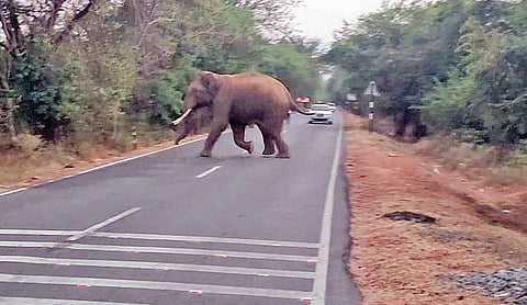 மேட்டுப்பாளையம் - கோத்தகிரி சாலையை கடந்து செல்லும் யானை.