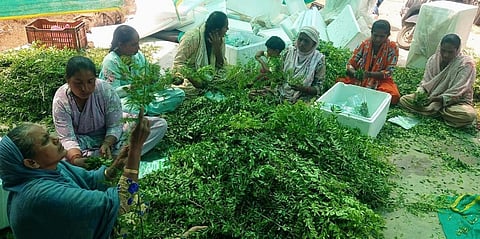 ஓசூர் அடுத்த பேளகொண்டப்பள்ளியில்  பெண் தொழிலாளர்கள் கருவேப்பிலையை துபாய்க்கு அனுப்புவதற்புவதற்காக பேக் செய்யும் பணியில்  ஈடுப்பட்டுள்ளனர்.