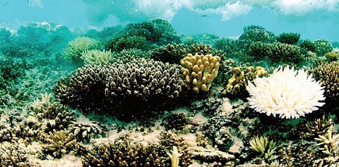 வெப்பமயமாவதால் பாதிப்புக்குள்ளாகும் பவளப் பாறைகள்.