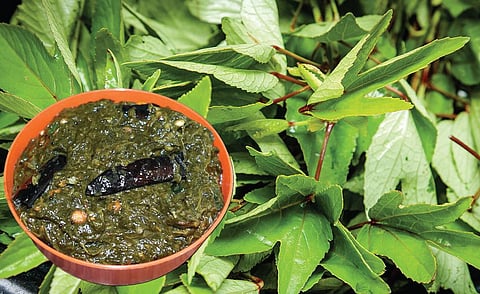 பச்சை வைரம் 24: கொழுப்பைக் குறைக்கும் புளிச்ச கீரை