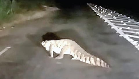 உடுமலை அருகே கொழுமம் சாலையை கடந்து சென்ற ராட்சத முதலை