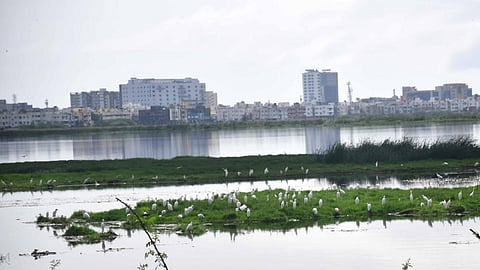பள்ளிக்கரணை சதுப்பு நில விவகாரத்தில் விசாரணைக் குழு அமைப்பு: தமிழக அரசு தகவல்