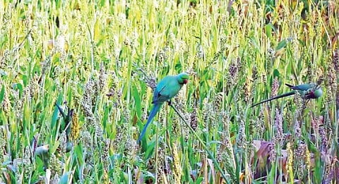 கிருஷ்ணகிரி அருகே தின்னகழனி கிராமத்தில் அறுவடை செய்யாமல் பச்சை கிளிகளுக்காக விடப்பட்டுள்ள சோளத் தோட்டம்.