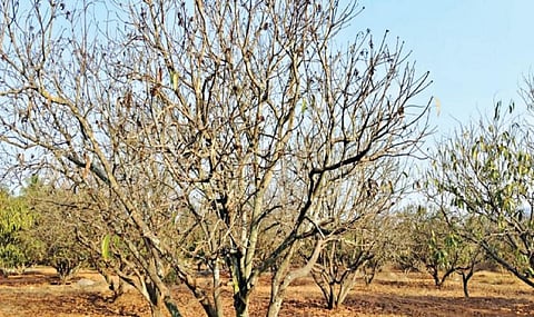 நாகரசம்பட்டி அருகே மாந்தோட்டத்தில் நீரின்றி இலைகள், பூக்கள், காய்கள் உதிர்ந்து சருகாகிப் போன மரங்கள்.