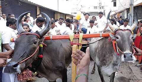 கோவை கவுண்டம்பாளை யம் அருகே நே று மாட்  வண்டியில் செ ன்று திமுக
வேட்பாள ருக்கு ஆதரவாக வாக் கு சேகரித்த அமைச்சர் டி.ஆர்.பி.ராஜா.