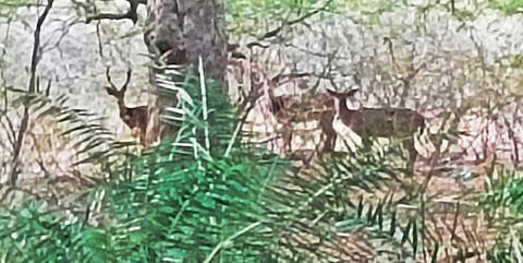 அரூர் அருகேயுள்ள குரங்குபள்ளம் வனப்பகுதியில் சாலையோரம்  உணவுத் தேடி சுற்றும் மான்கள்