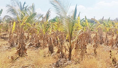 அரூர் பகுதியில் நிலவிவரும் கடும் வறட்சி காரணமாக வாழை, தென்னை உள்ளிட்ட பயிர்கள் காய்ந்து வருகின்றன.