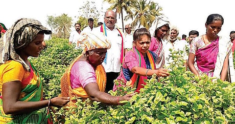 நிலக்கோட்டை அருகே மலைக்கவுண்டன்பட்டியில் தோட்டத்தில் பணிபுரிந்த பெண்களுடன் சேர்ந்து பூப்பறித்து வாக்குச் சேகரித்த பாமக வேட்பாளர் திலகபாமா.