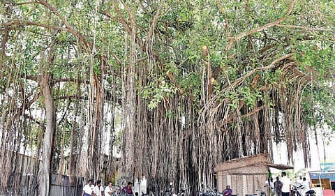 கோவை மாவட்டம் கோதபாளையம் கிராமத்தில் சாலையோரம் காணப்படும் நூற்றாண்டு பழமைவாய்ந்த ஆலமரம். படங்கள்: ஜெ.மனோகரன்