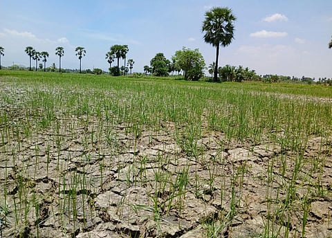 ராஜபாளையம் அருகே மின்கம்பங்கள் சாய்ந்ததால் மின் துண்டிப்பு: பாசன நெற்பயிர்கள் பாதிப்பு