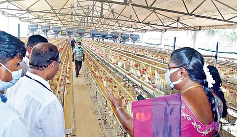 நாமக்கல் அருகே தளிகை ஊராட்சியில் உள்ள கோழிப்பண்ணை ஒன்றில் மேற்கொள்ளப்படும் நோய் தடுப்பு நடவடிக்கைகள் குறித்து மாவட்ட ஆட்சியர் ச.உமா நேரில் ஆய்வு செய்தார்.