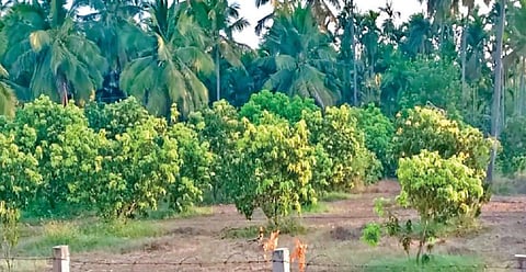 அரூர் பகுதியில்  காய்கள் இன்றி காணப்படும் மா மரங்கள்.