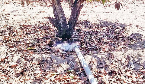 மத்தூர் அருகே சிவம் பட்டி கிராமத்தில் தண்ணீரை விலைக்கு வாங்கி,  மாமரங்களுக்கு  வழங்கப்படுகிறது.