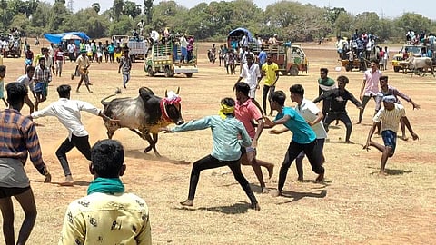 காரைக்குடி அருகே கொரட்டி மஞ்சு விரட்டில் 500 காளைகள் பங்கேற்பு: 11 பேர் காயம்