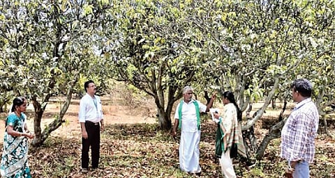 பர்கூர் வட்டாரத்துக்கு உட்பட்ட மகாதேவகொல்லஹள்ளி பகுதியில் உள்ள தோட்டத்தில் மகசூல் மற்றும் மா மரங்கள் பாதிப்பு குறித்து கணக்கெடுப்பு பணியில் ஈடுபட்ட தோட்டக்கலைத் துறை அலுவலர்கள்.