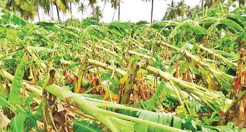 அரூரை அடுத்த கீரைப்பட்டி அருகே பலத்த காற்றுடன் பெய்த கனமழையால் குலை தள்ளிய நிலையில் முறிந்து விழுந்த வாழை மரங்கள். படம்- எஸ். செந்தில்.